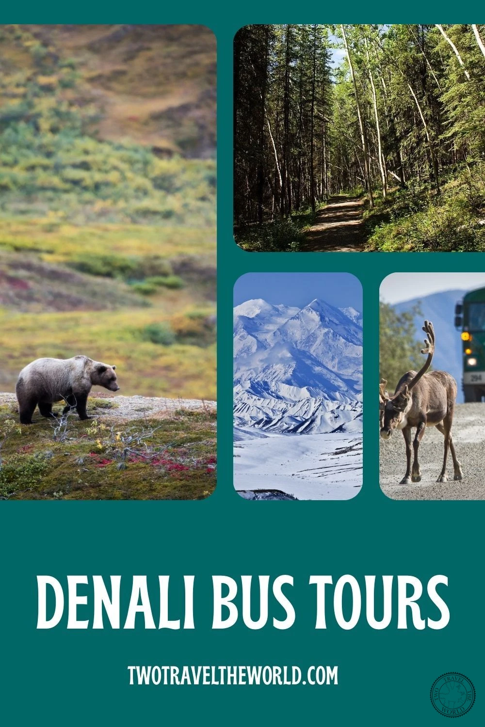 Denali bus tours wildlife and scenery collage
