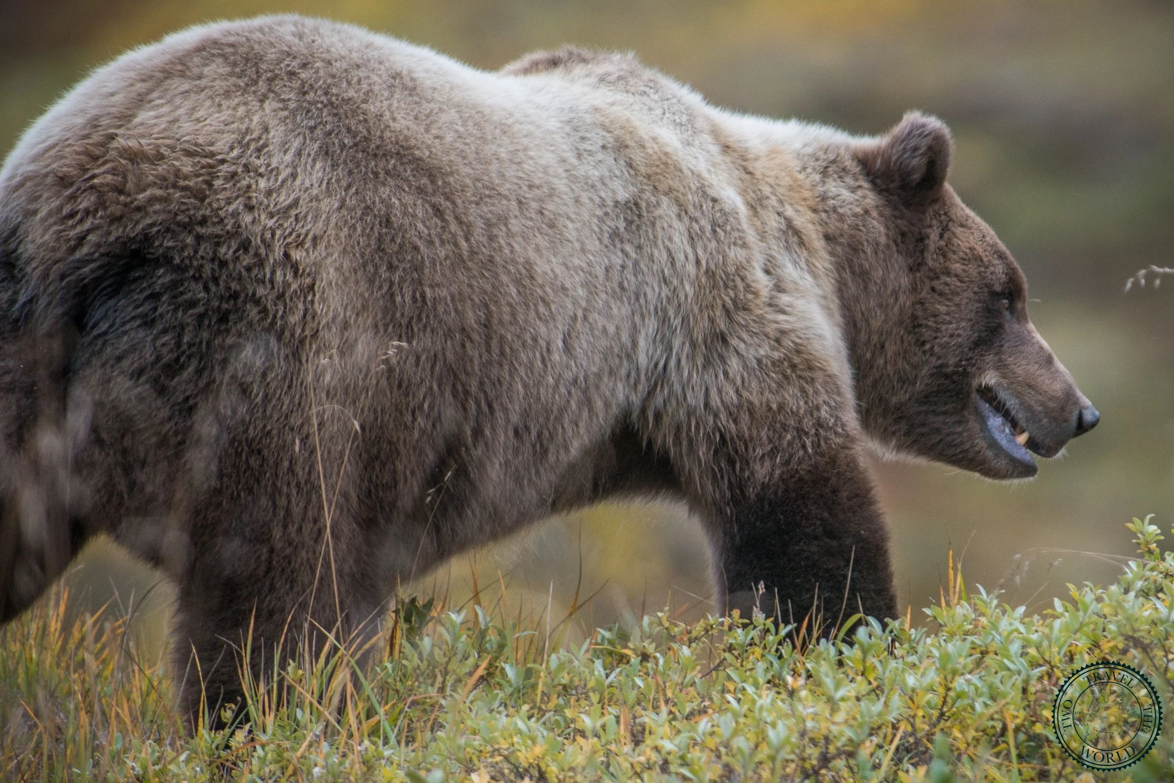 A grizzly bear wandering through Denali's fall tundra landscape