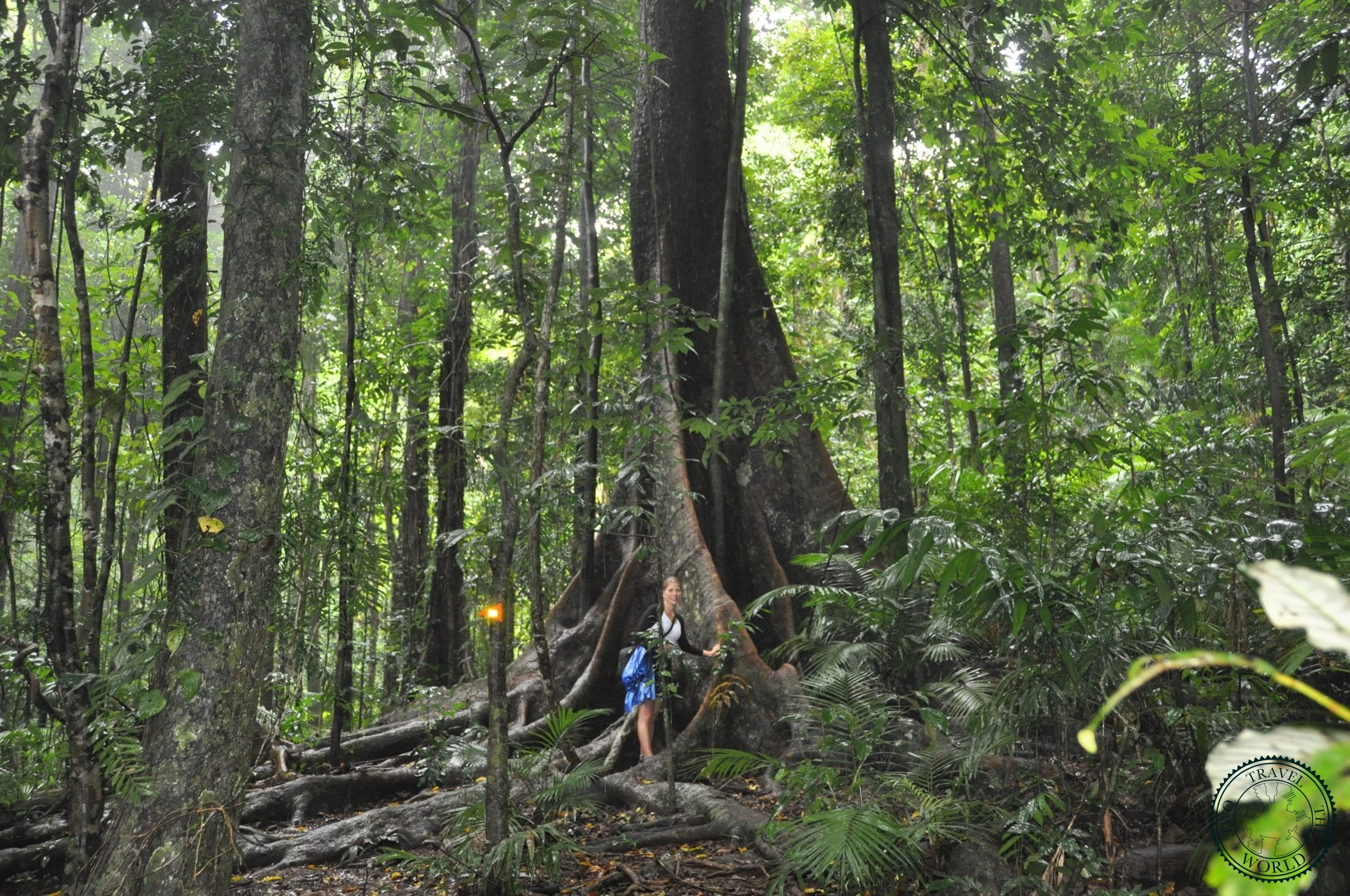 La Forêt De Daintree - photo 2