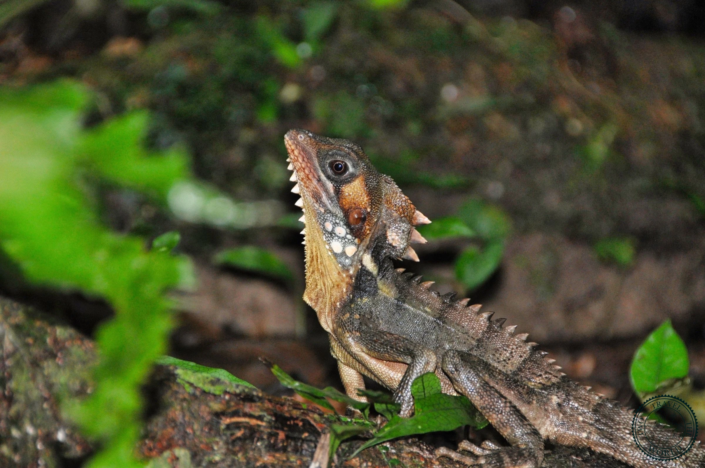 La Forêt De Daintree - photo 3