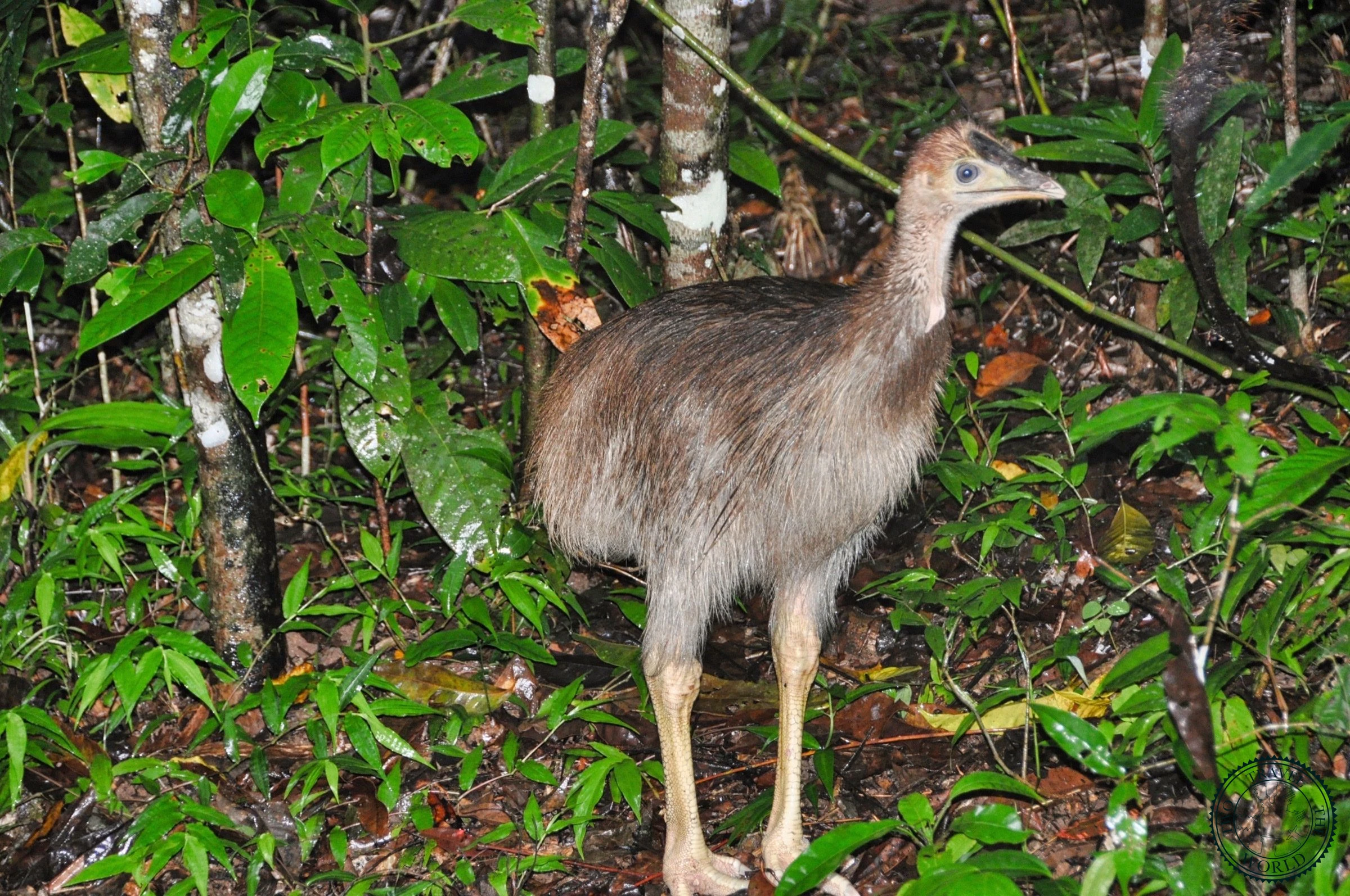 La Forêt De Daintree - photo 6