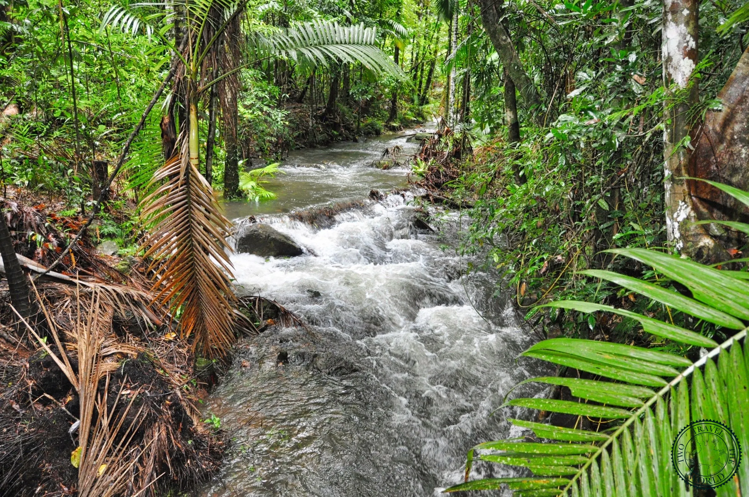 La Forêt De Daintree