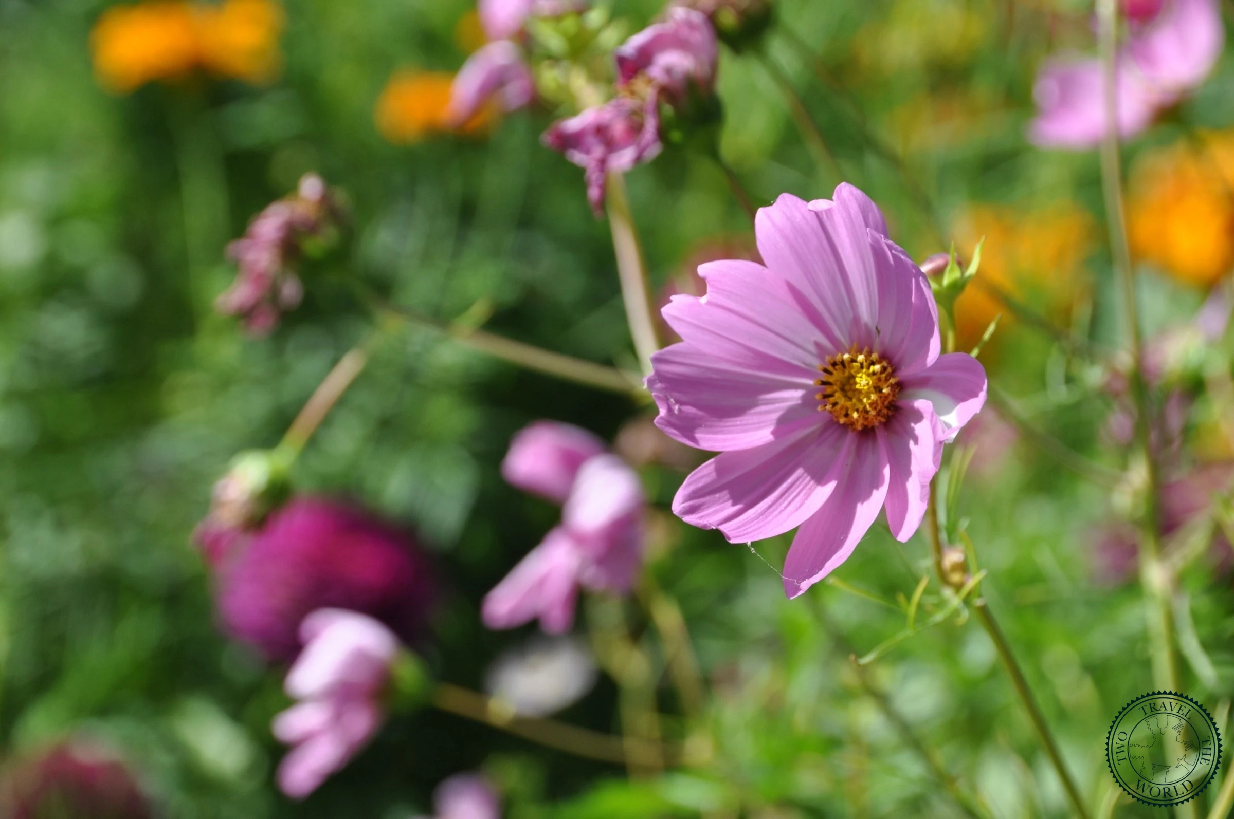 Le Jardin Botanique Royal De Sydney - photo 2
