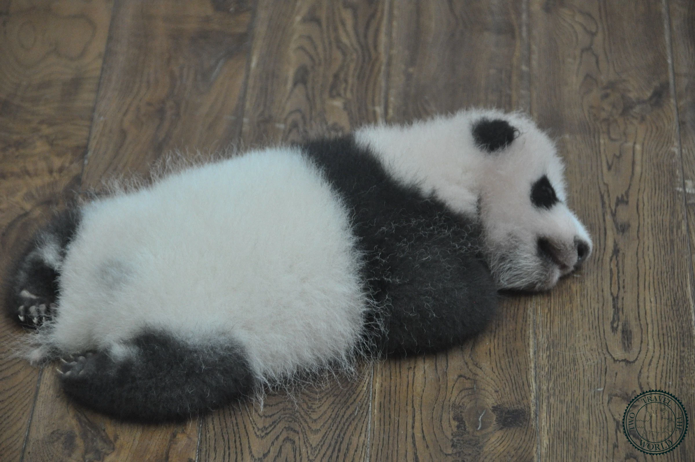 Chengdu Research Base of Giant Panda Breeding - photo 3