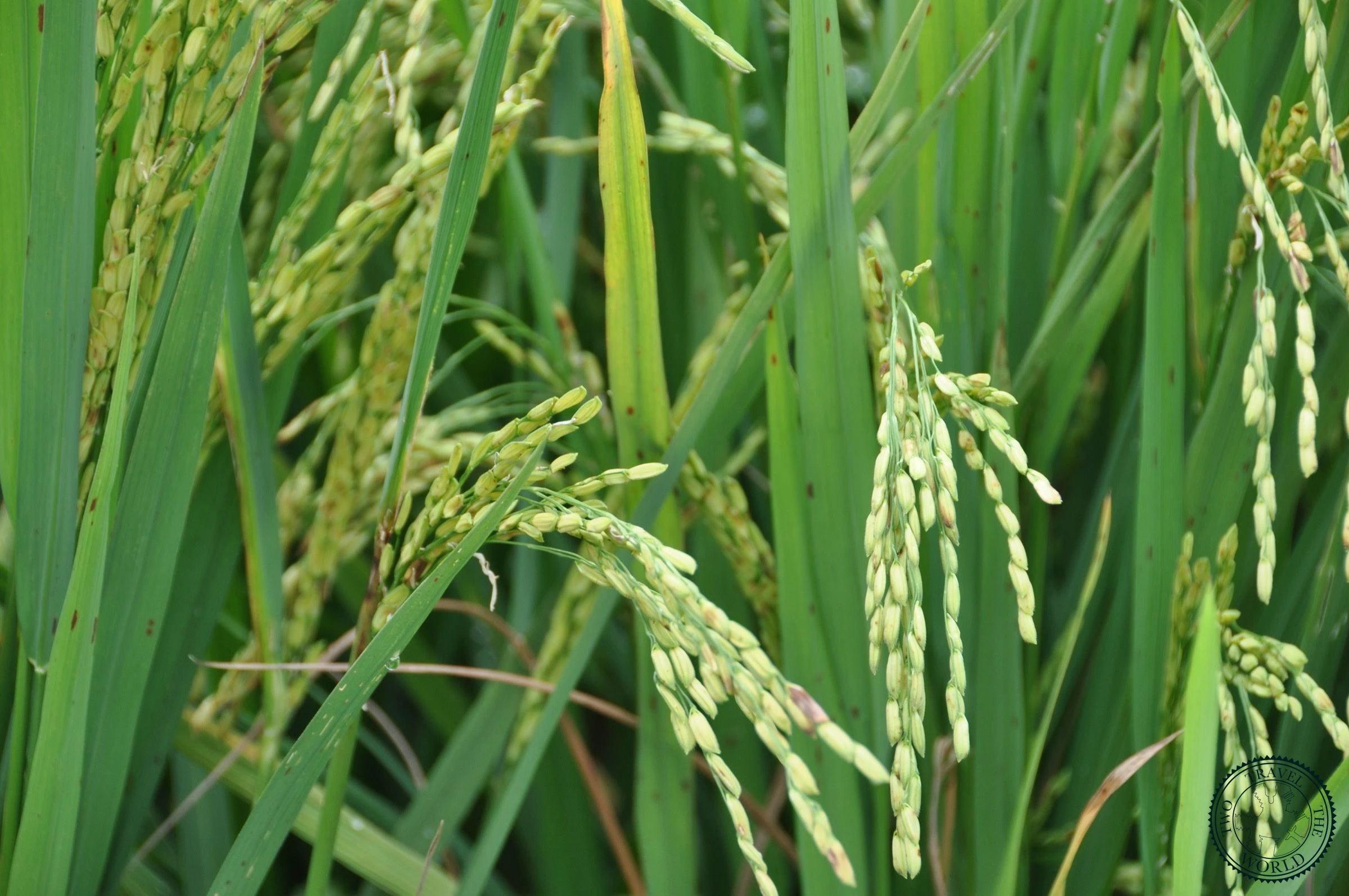 The Longsheng Rice Terraces - photo 3