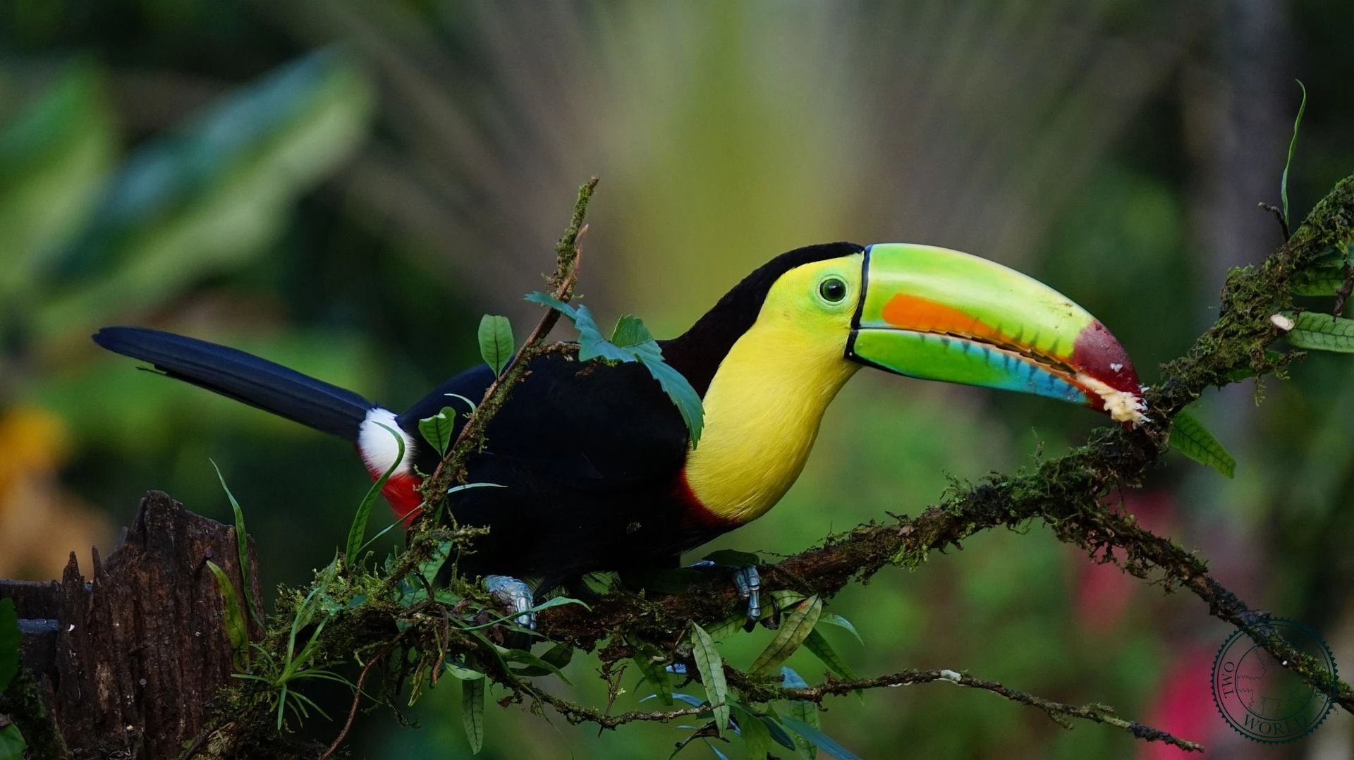 Costa Rica - Biodiversity and eco-tourism