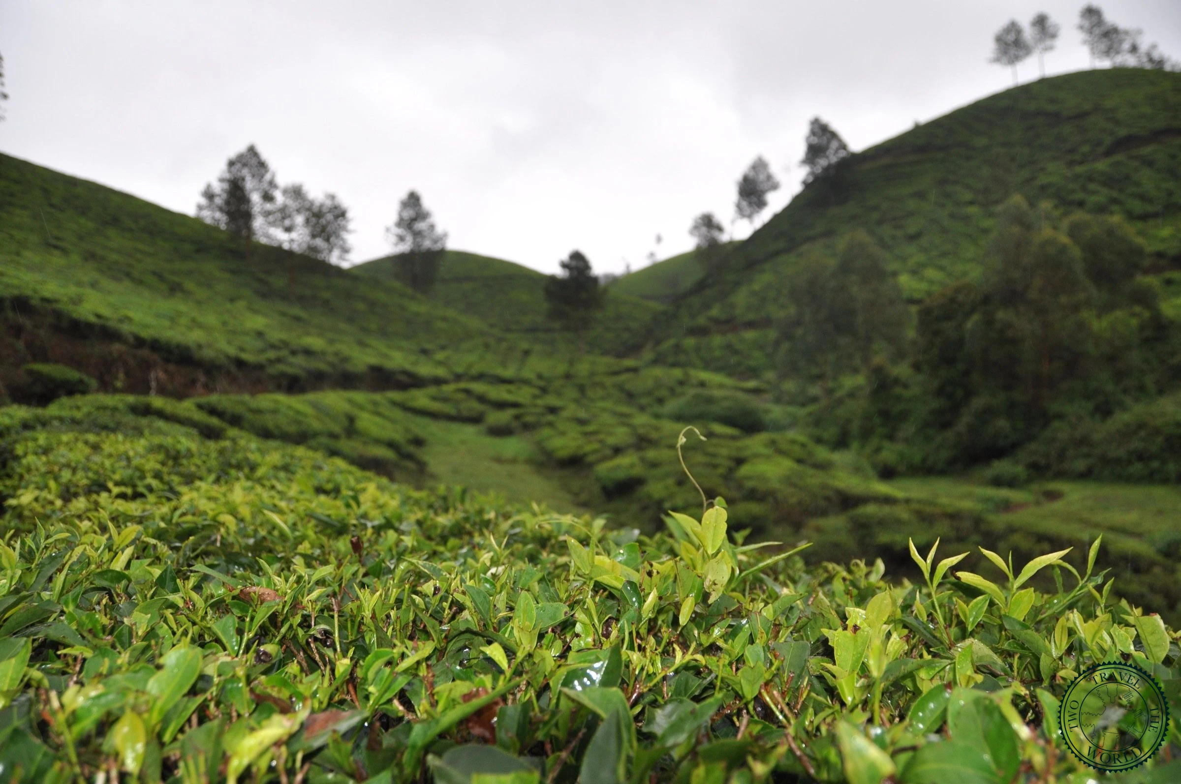 India Munnar 01