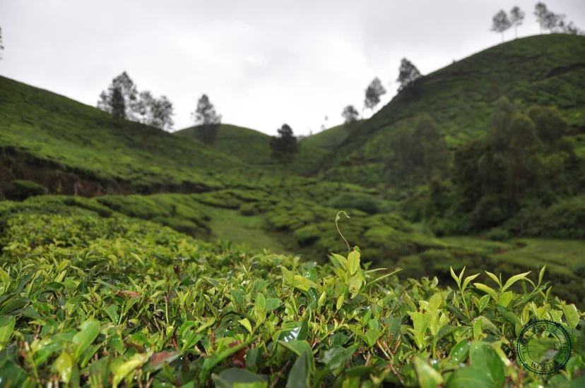 India Munnar 01