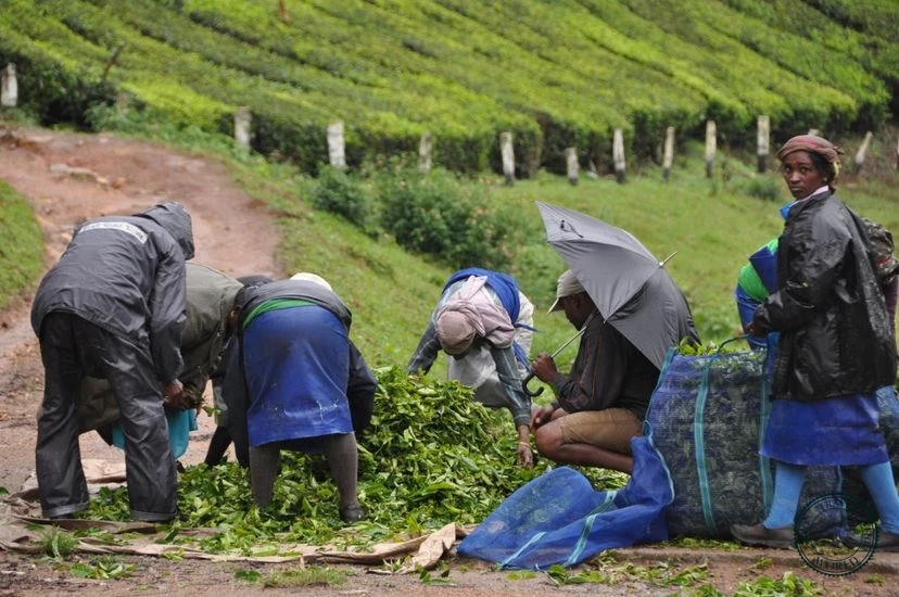 India Munnar 02