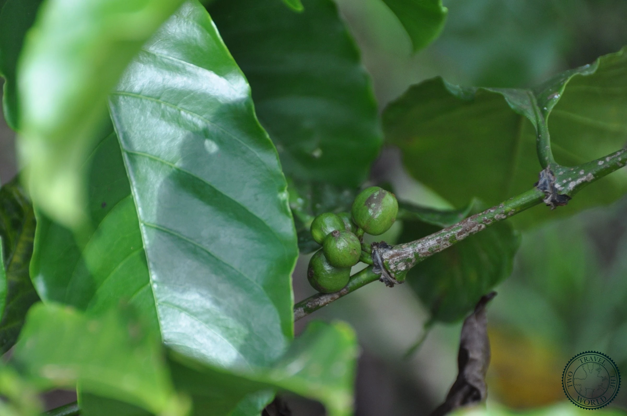 Indonesia Banyuwangi 01