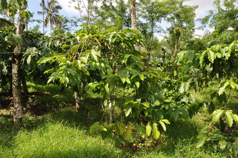 Indonesia Banyuwangi 04