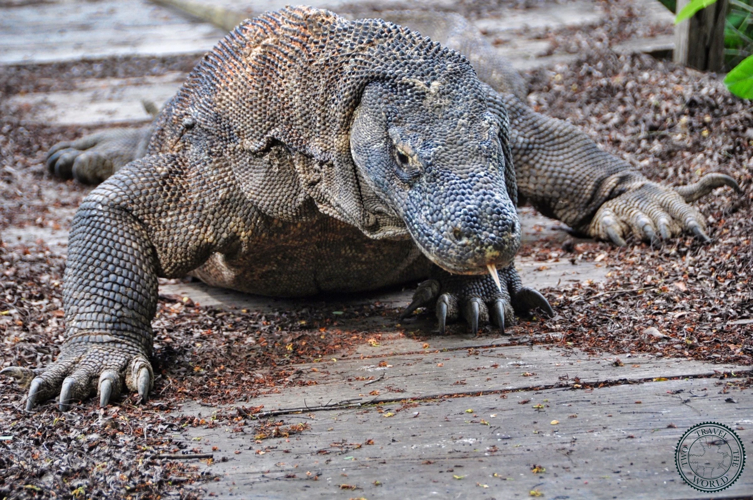 La Croisière De Deux Jours Une Nuit Dans Les Îles Komodo - photo 5