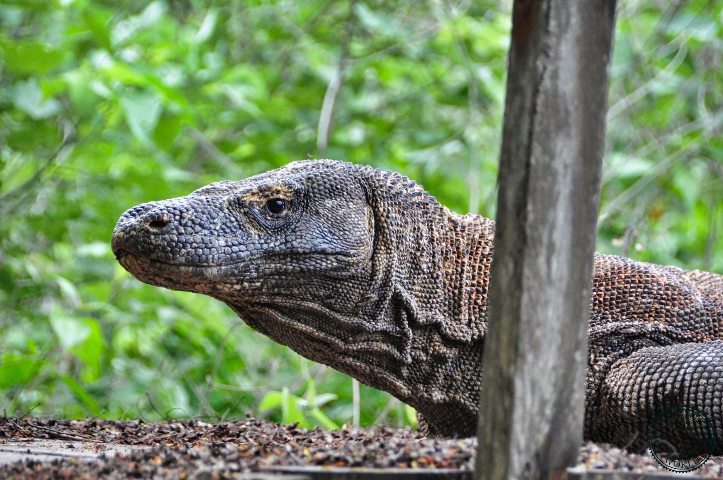 La Croisière De Deux Jours Une Nuit Dans Les Îles Komodo - photo 11