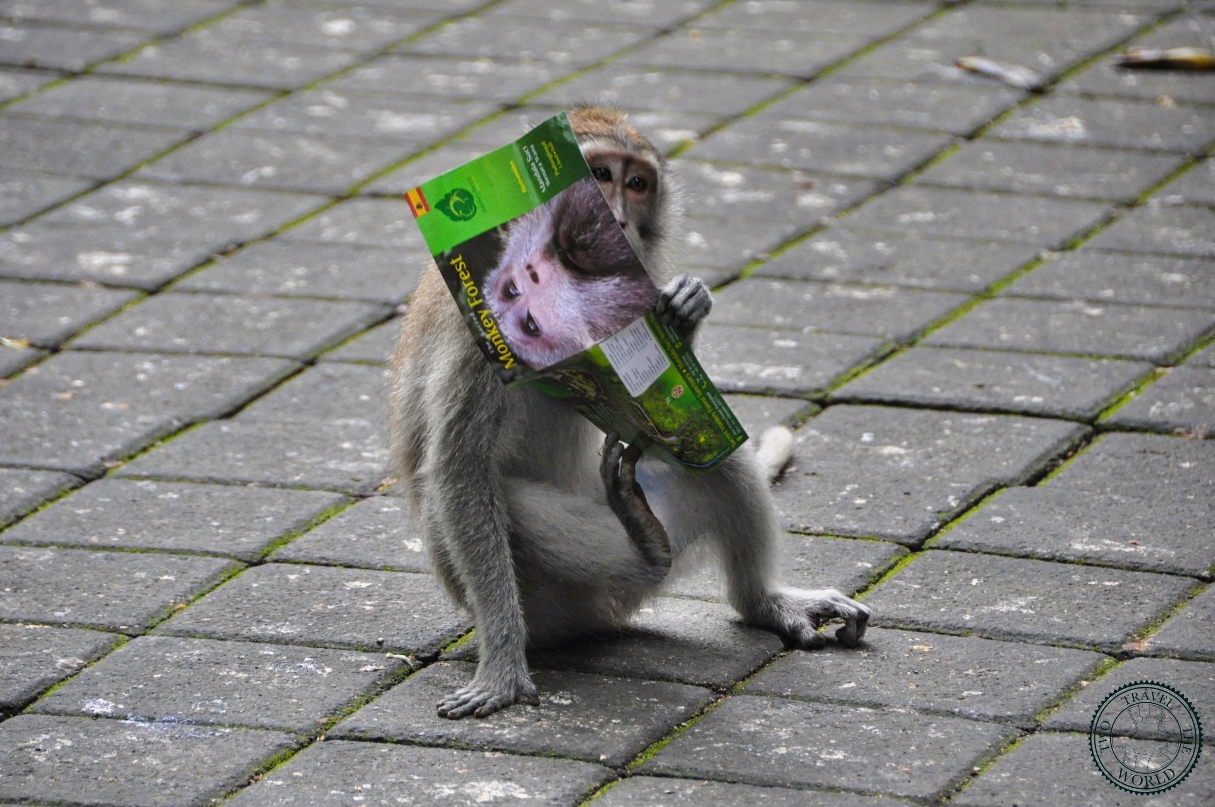La Forêt Des Singes D'ubud - photo 3