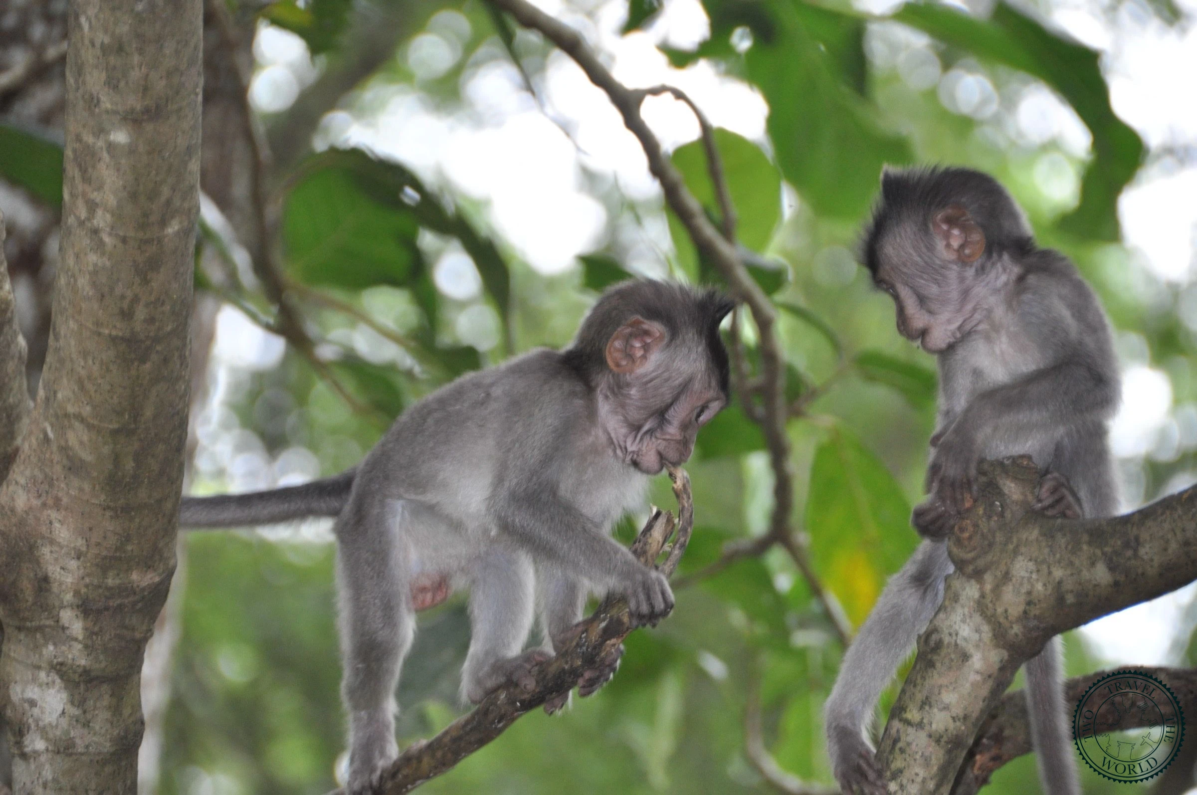 La Forêt Des Singes D'ubud - photo 5