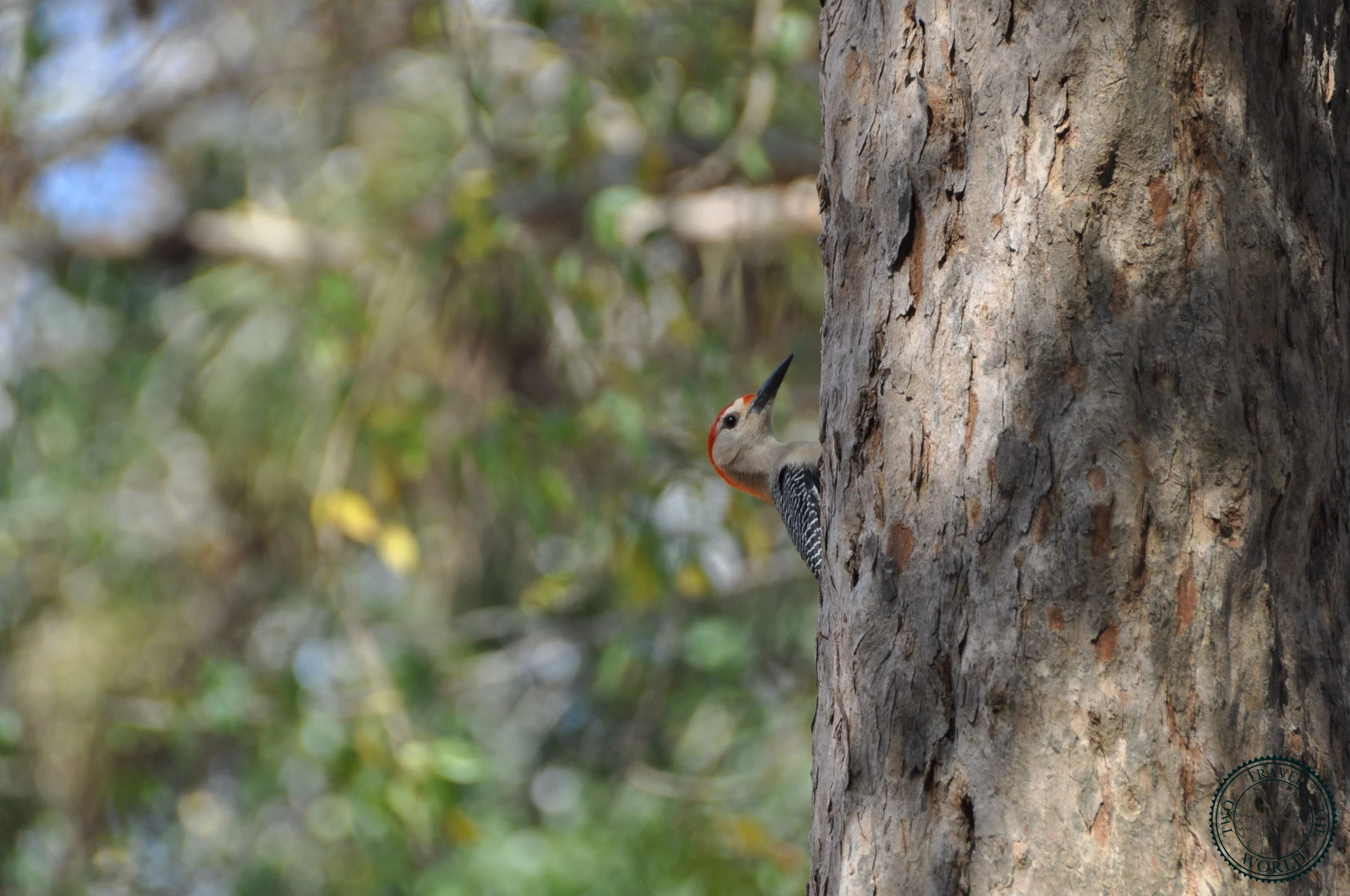 Chichen Itza - photo 12