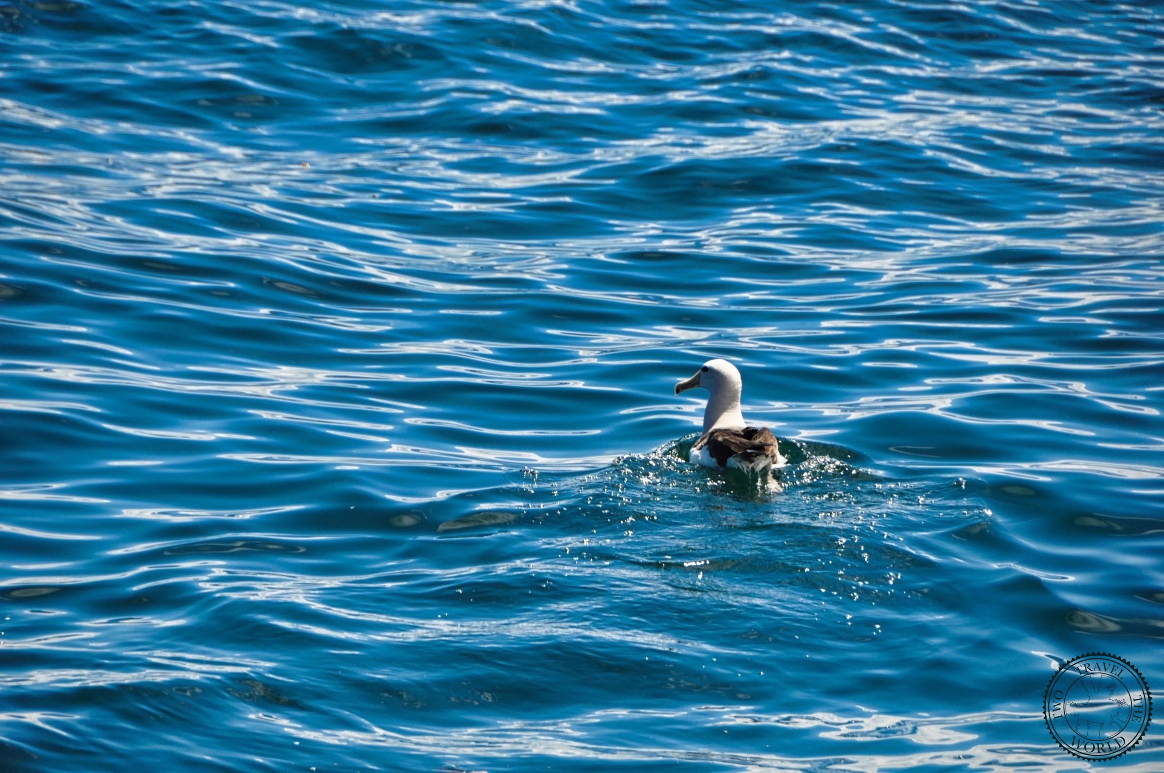 New Zealand Kaikoura 17