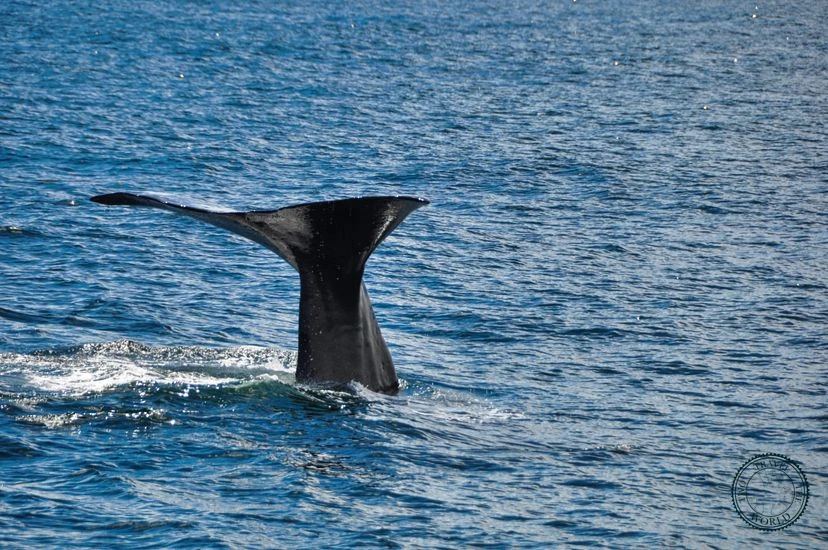 NewZealand Kaikoura 01