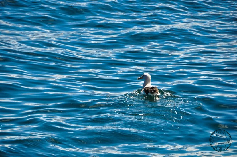 NewZealand Kaikoura 03