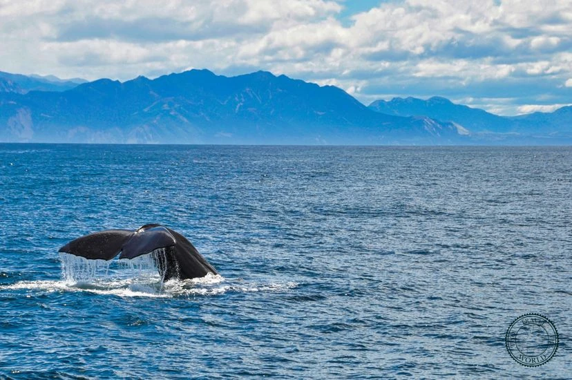 NewZealand Kaikoura 04