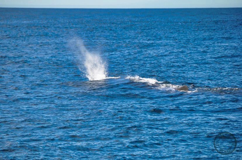 NewZealand Kaikoura 05