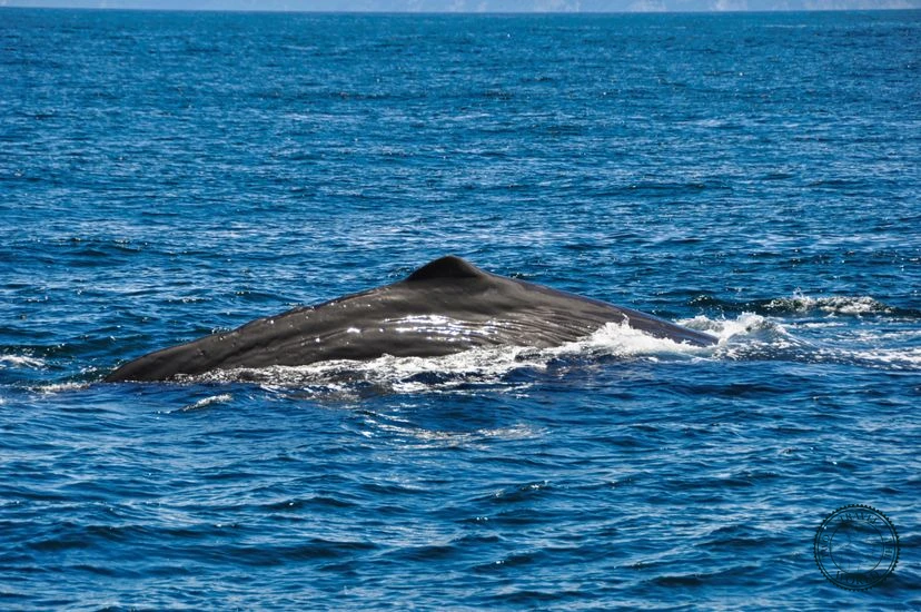 NewZealand Kaikoura 06