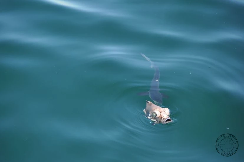 NewZealand Kaikoura 07