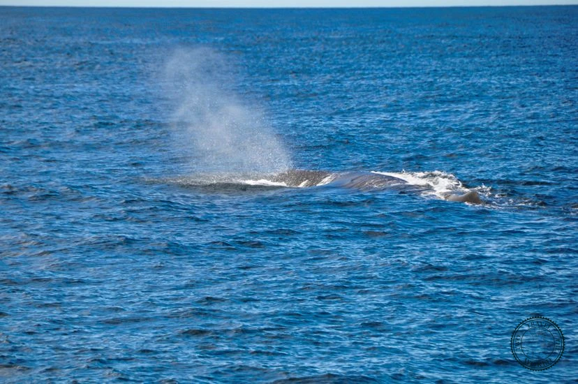 NewZealand Kaikoura Cover