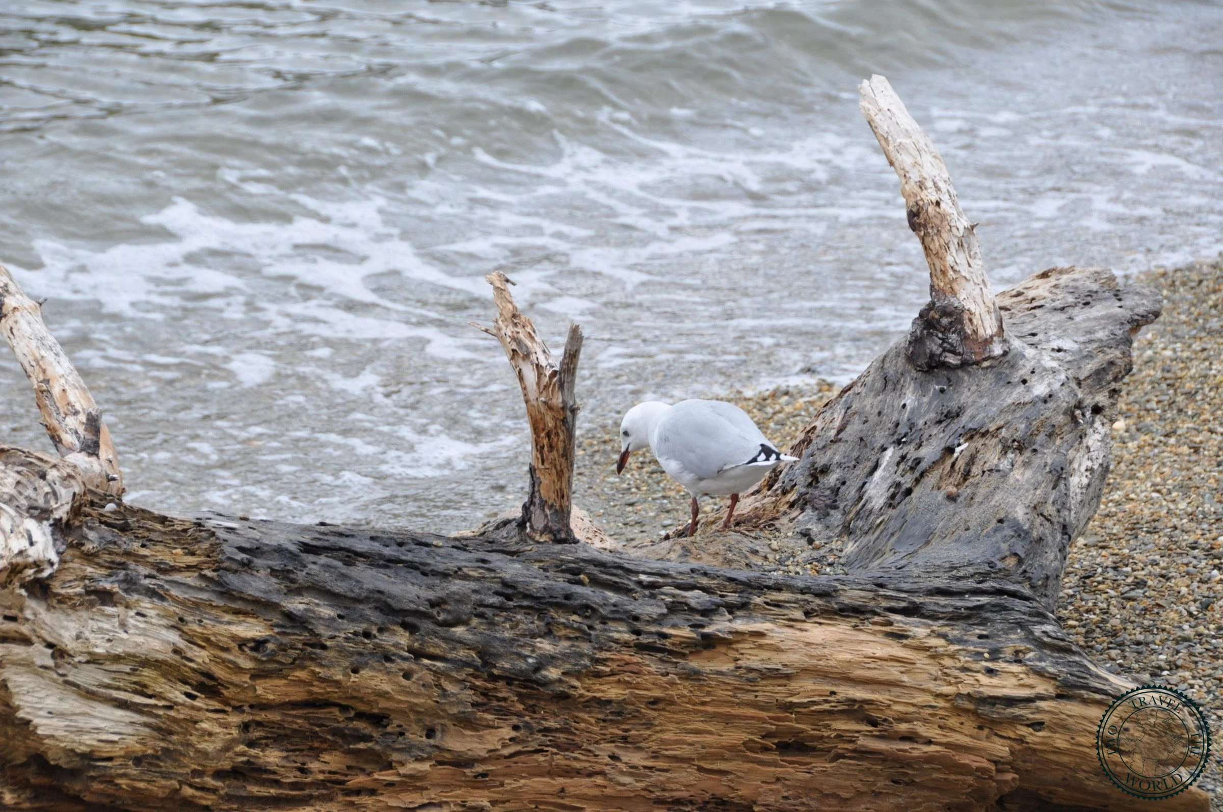 New Zealand Picton 12