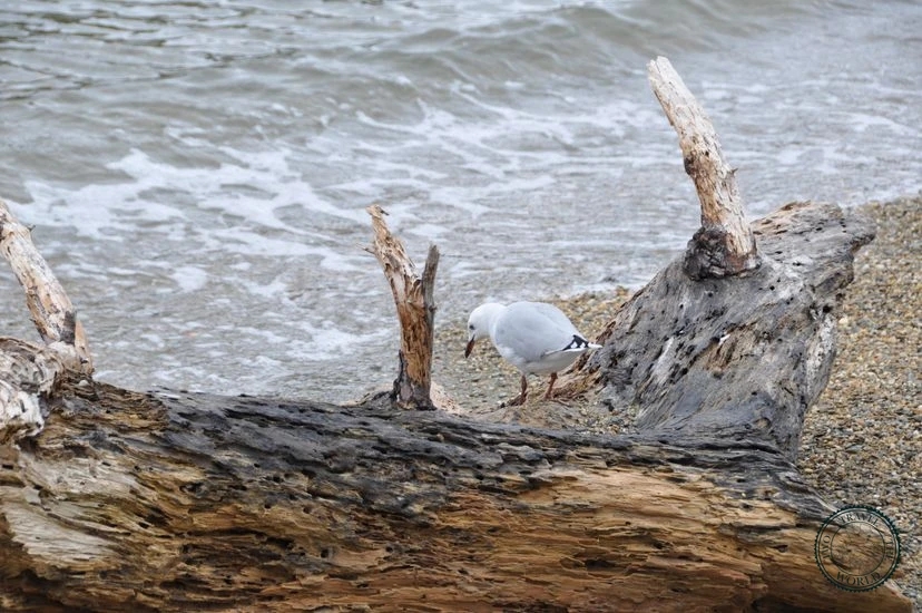 NewZealand Picton Cover