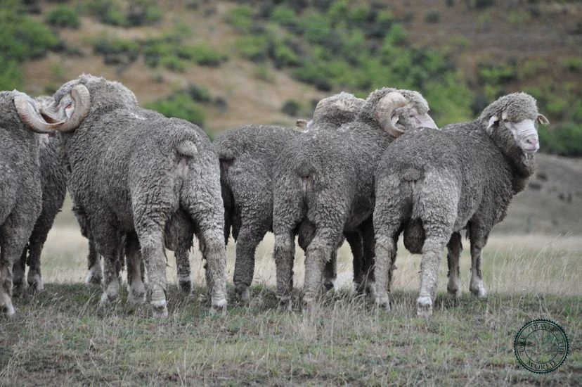 NewZealand Queenstown 04