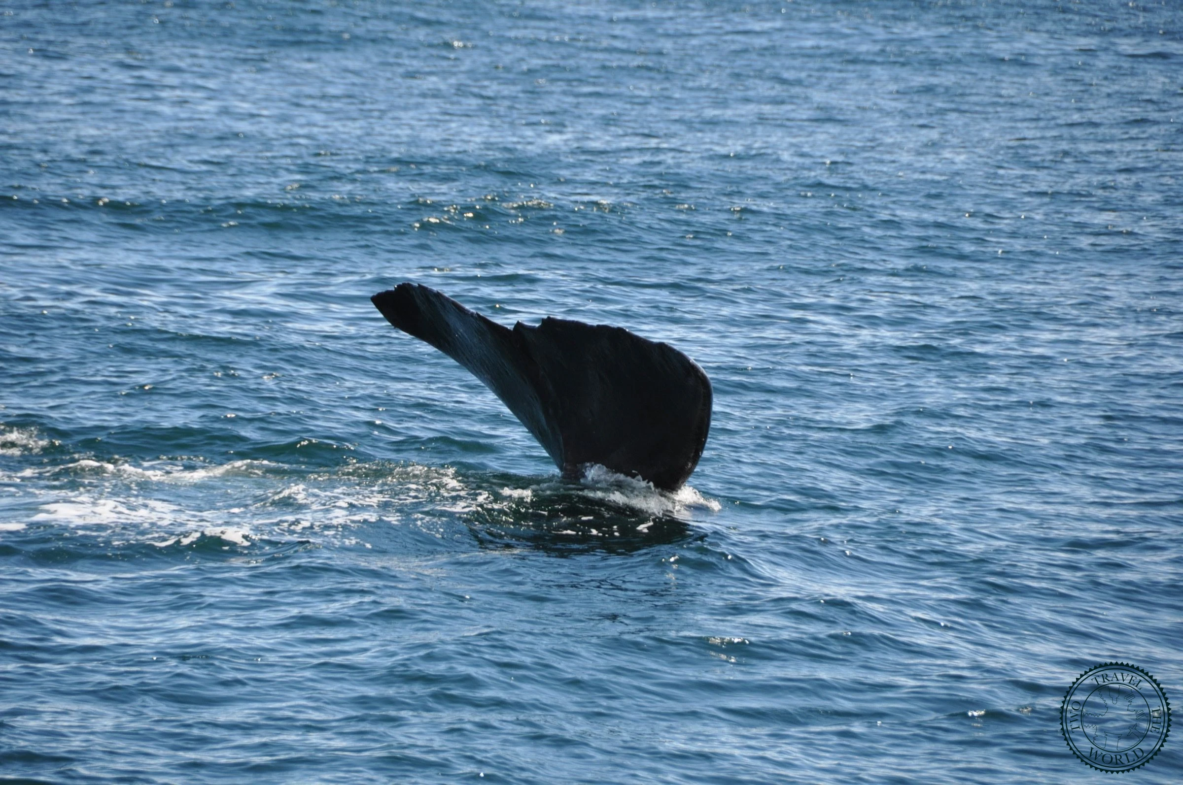 Baleines En Vue! - photo 19