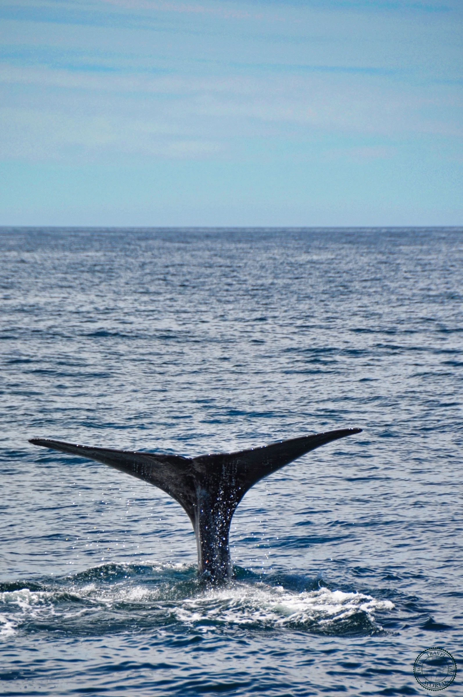 Baleines En Vue! - photo 20