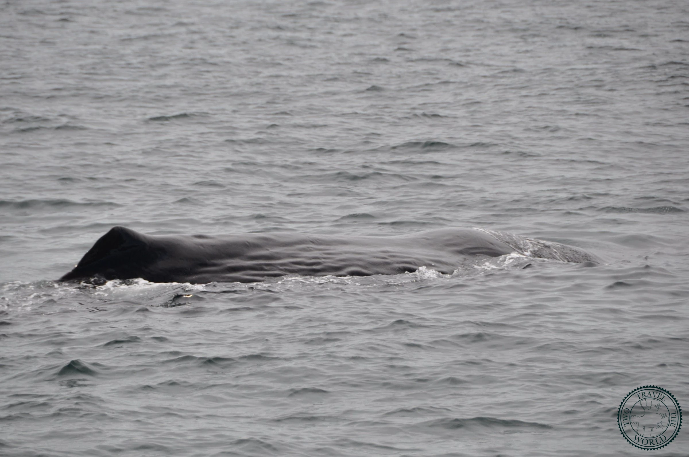 Baleines En Vue! - photo 21