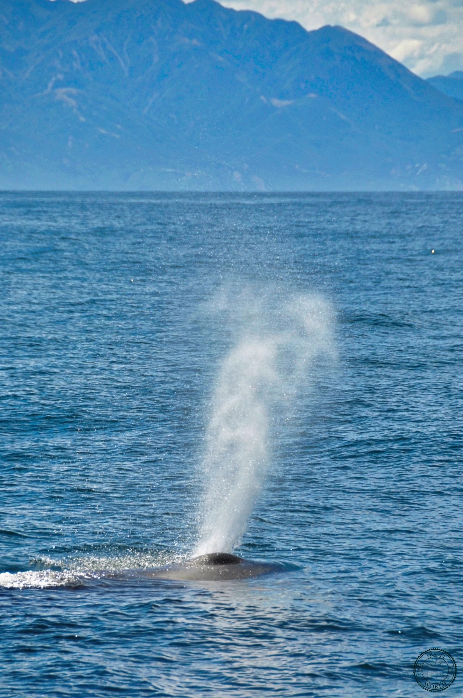 Baleines En Vue! - photo 22