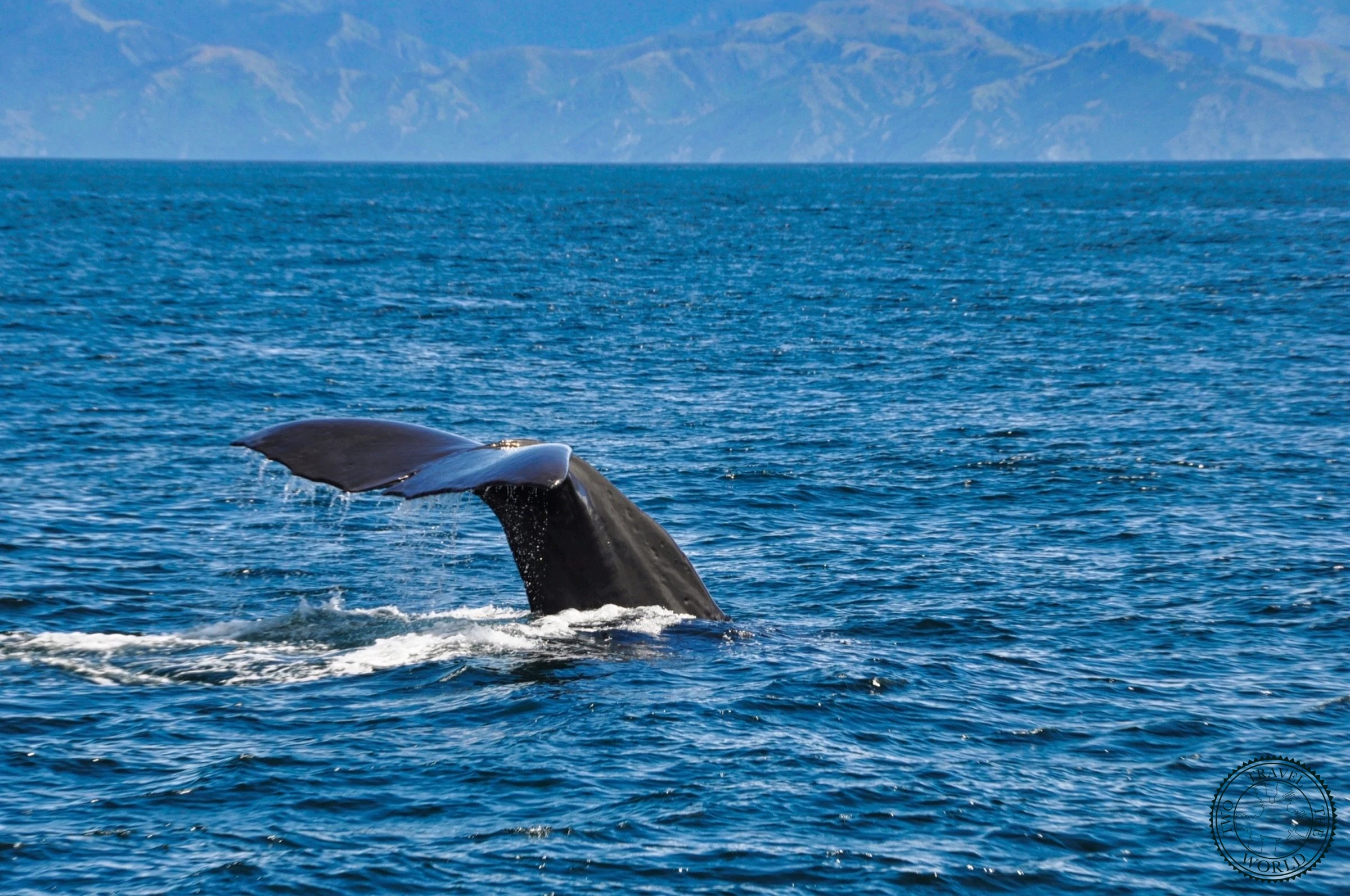 Baleines En Vue! - photo 23