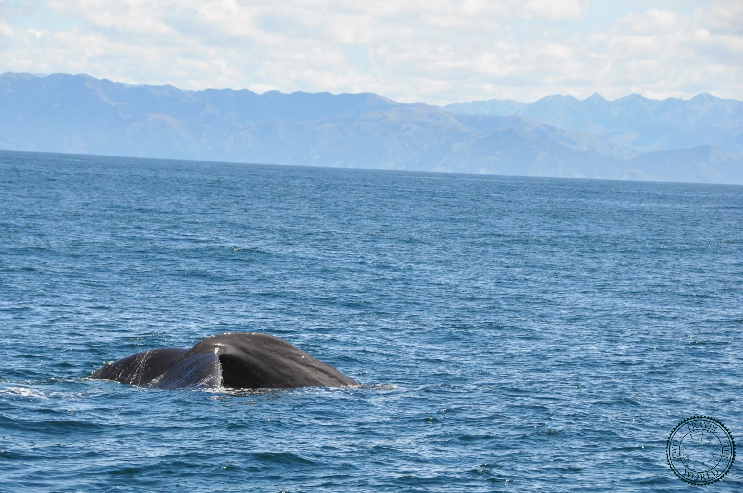 Baleines En Vue! - photo 25