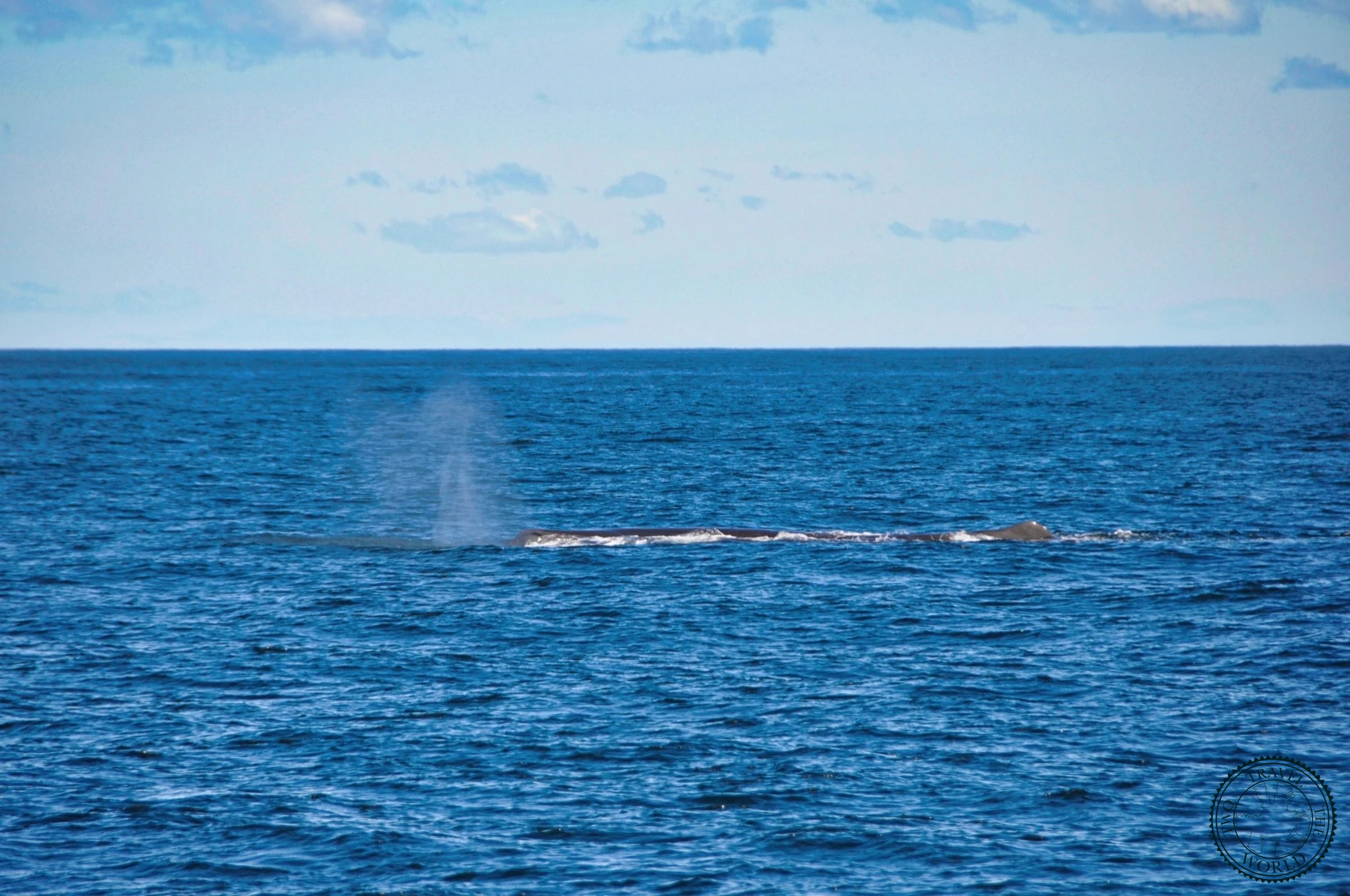 Baleines En Vue! - photo 26