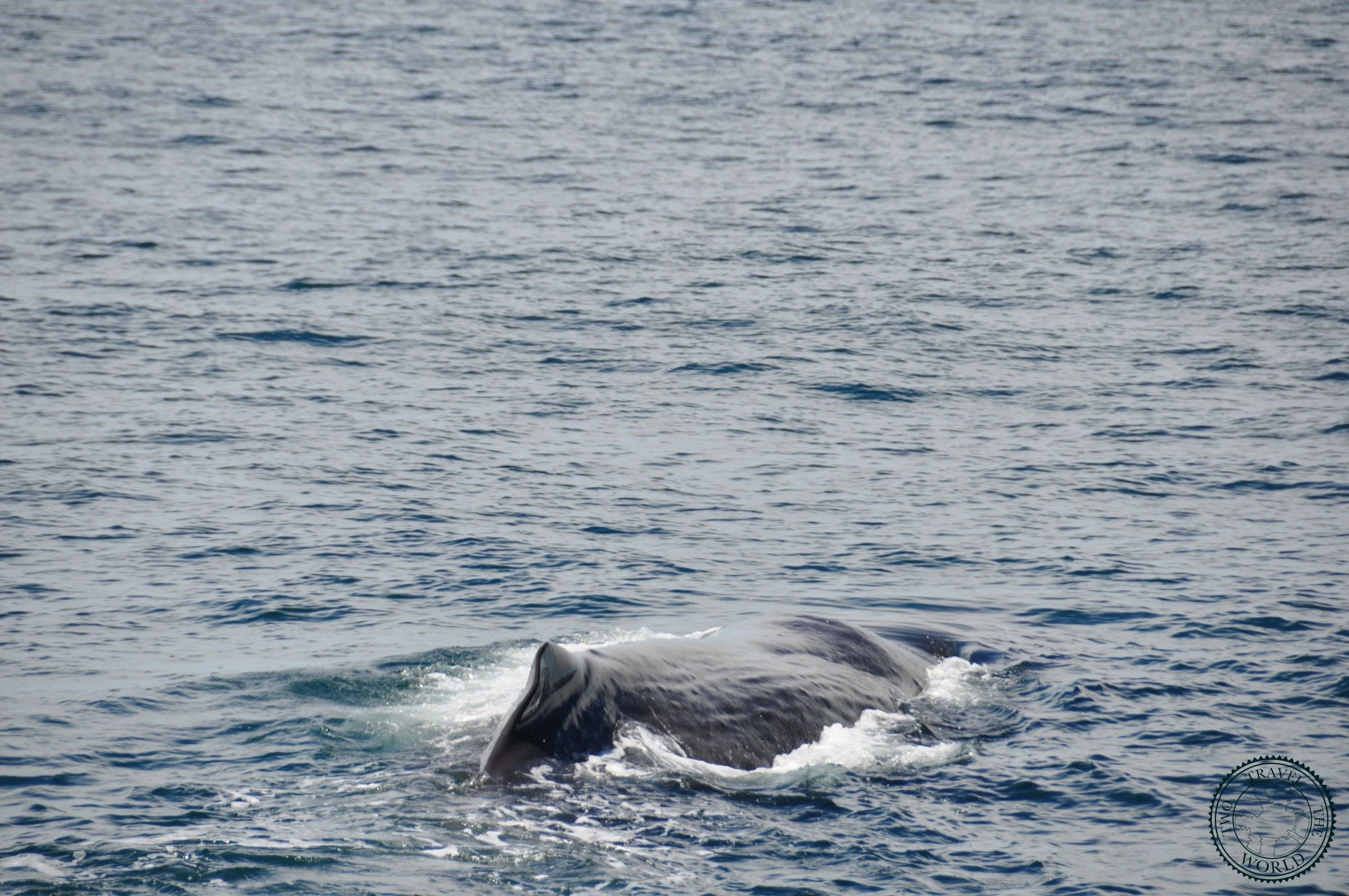 Baleines En Vue! - photo 27