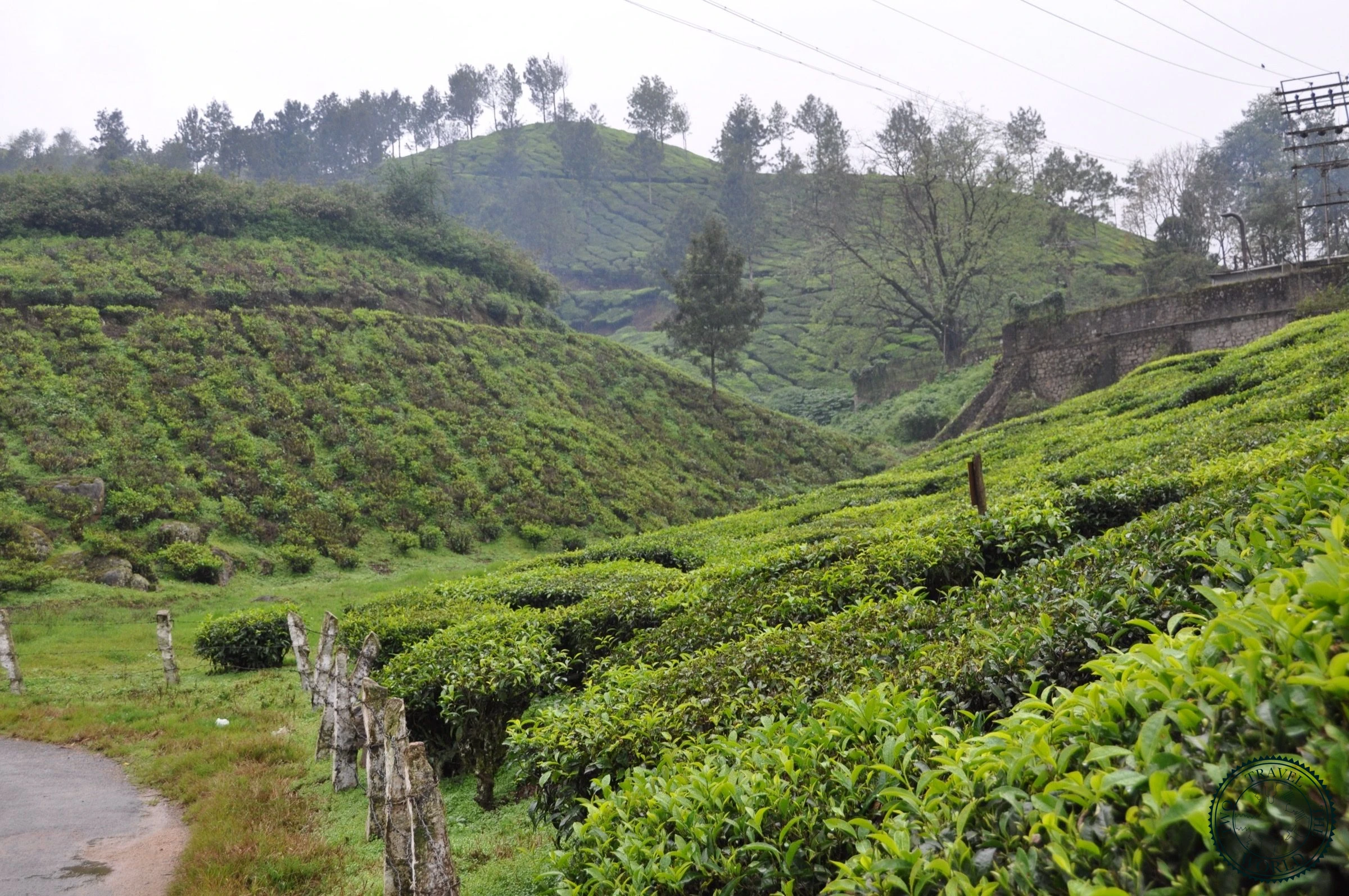 Balcony view of lush green tea plantations covering Munnar hills in Kerala