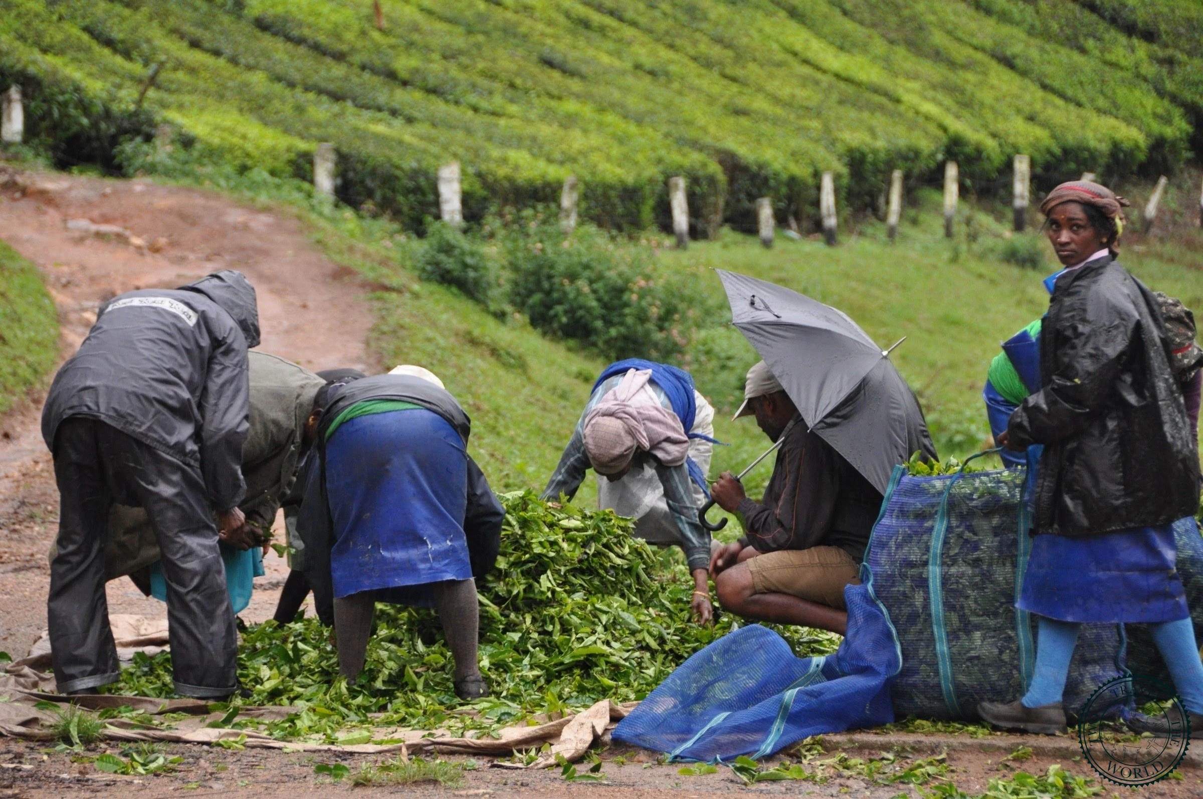 Tea pickers working in Munnar's verdant tea plantations Kerala India