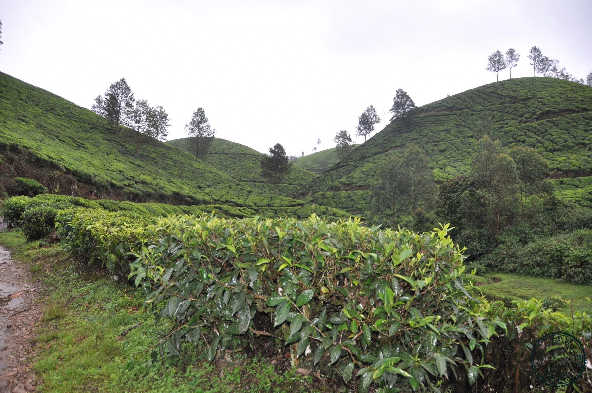 Misty tea plantations of Munnar in the rain creating atmospheric landscape