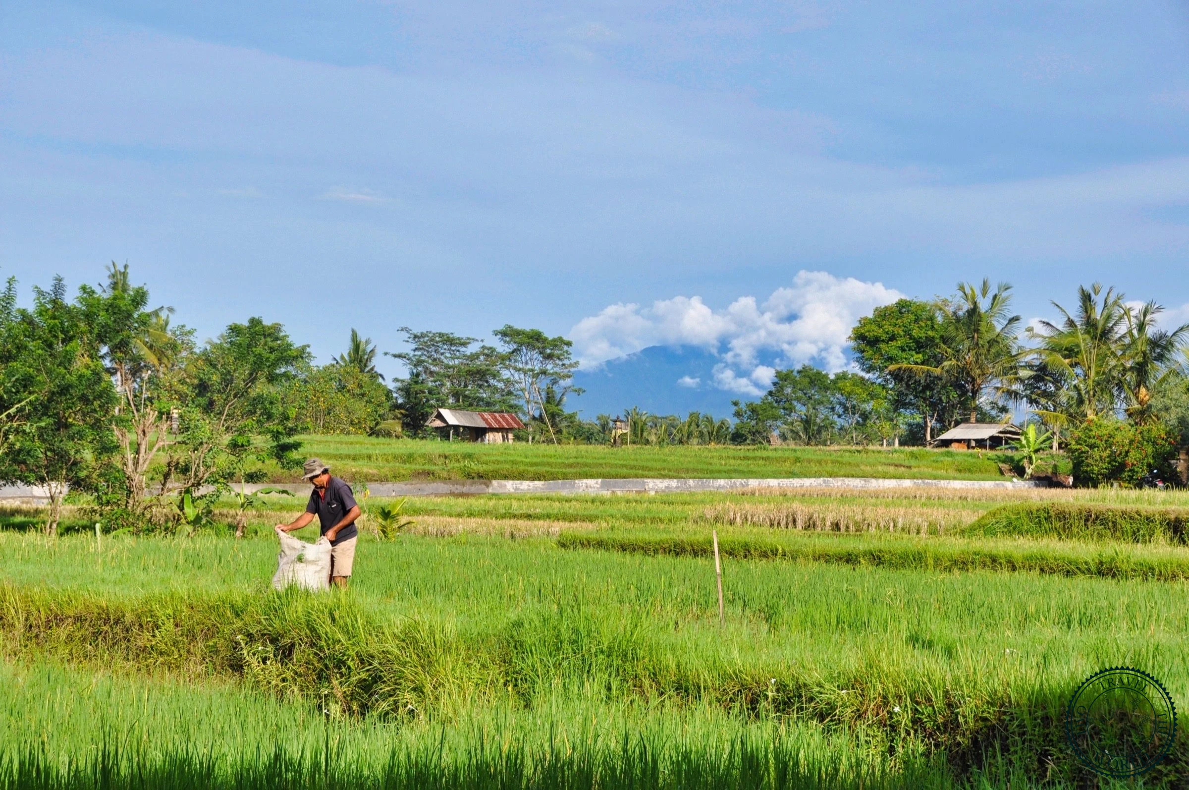 Karsa Kafe nestled among rice fields and lotus ponds at end of Campuhan Ridge Walk