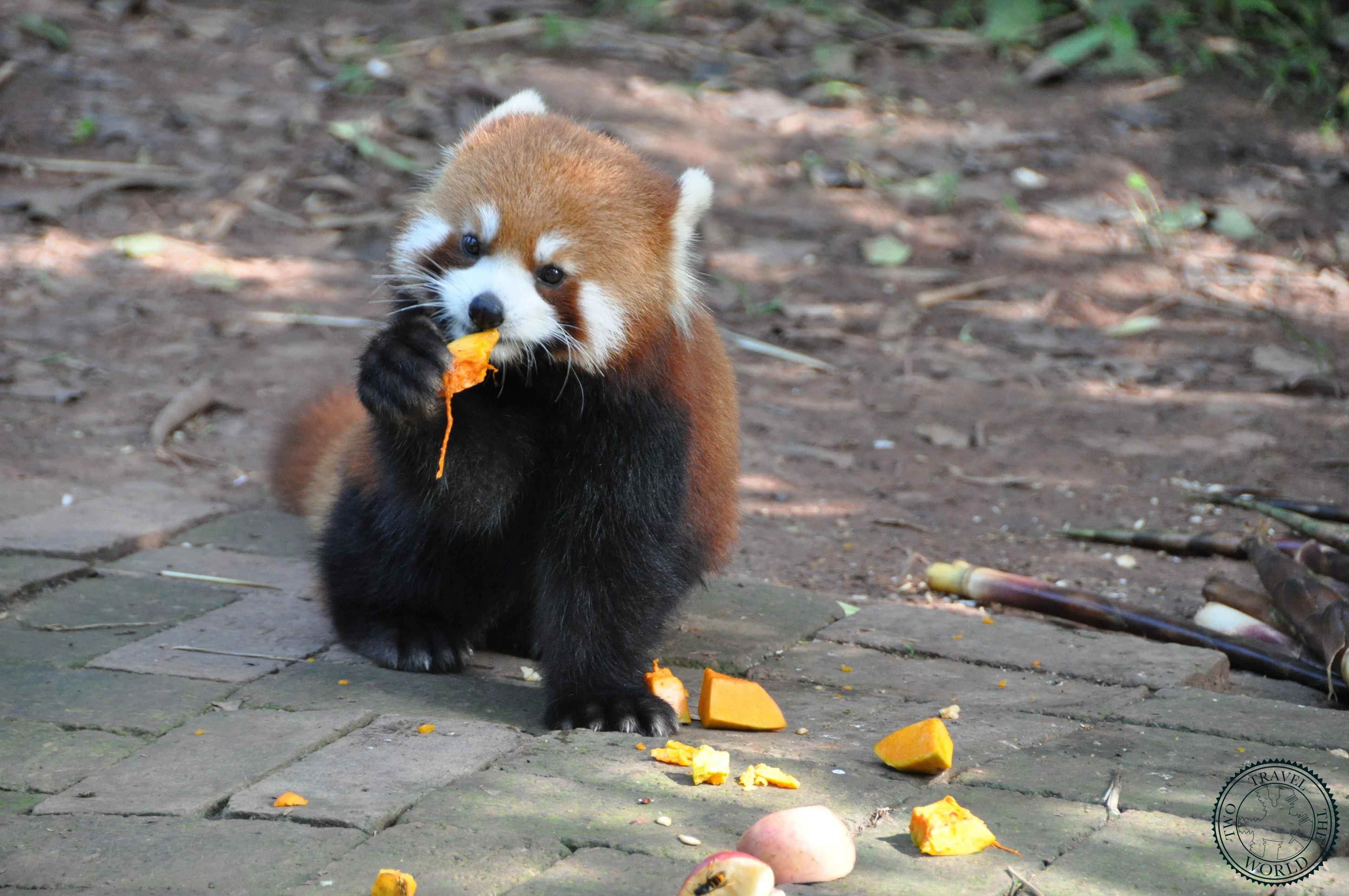 Adorable giant panda munching bamboo at the research base