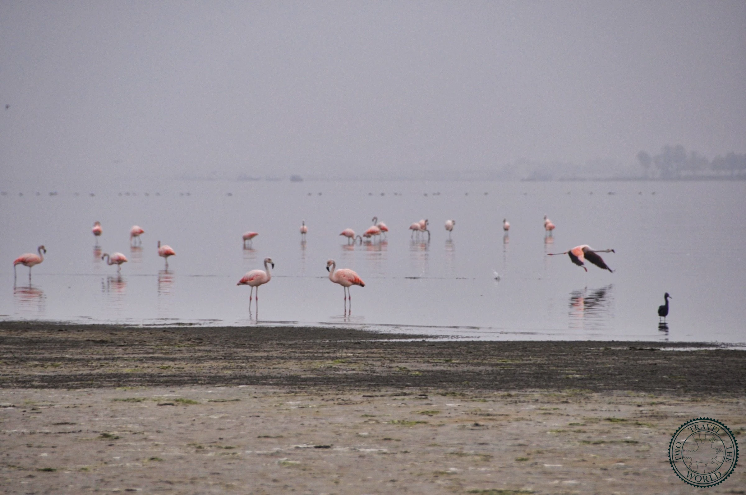 Large flock of pink flamingos feeding in shallow coastal waters of Paracas National Reserve
