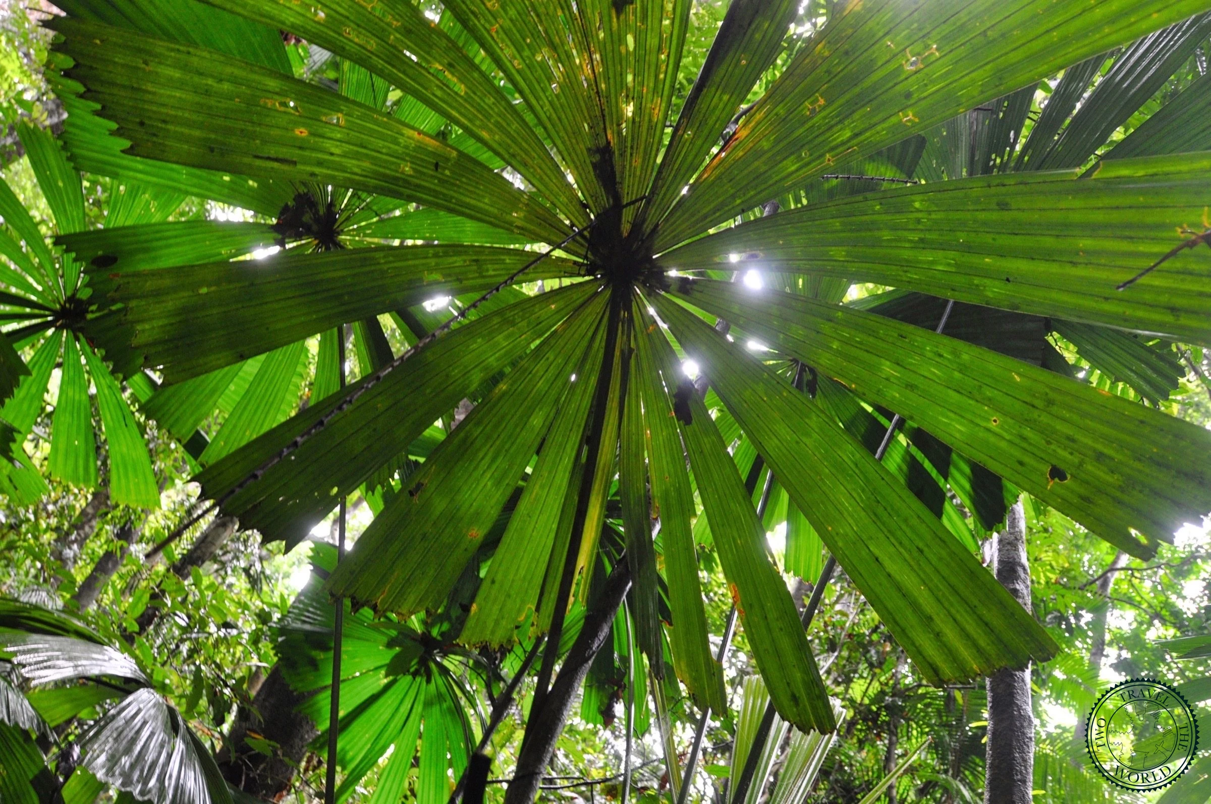 Aerial walkway through the Daintree Rainforest canopy at the Discovery Centre, elevated platforms winding through ancient trees