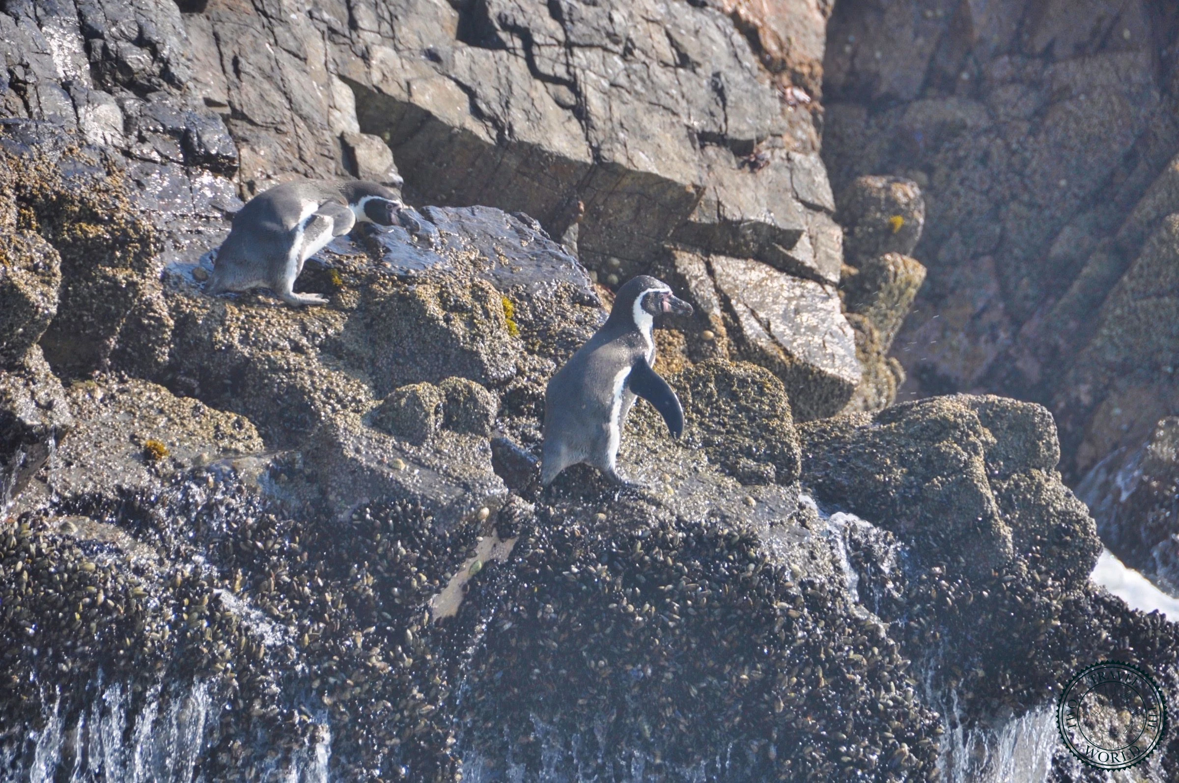 Endangered Humboldt penguins standing on rocky outcrop at Ballestas Islands Peru