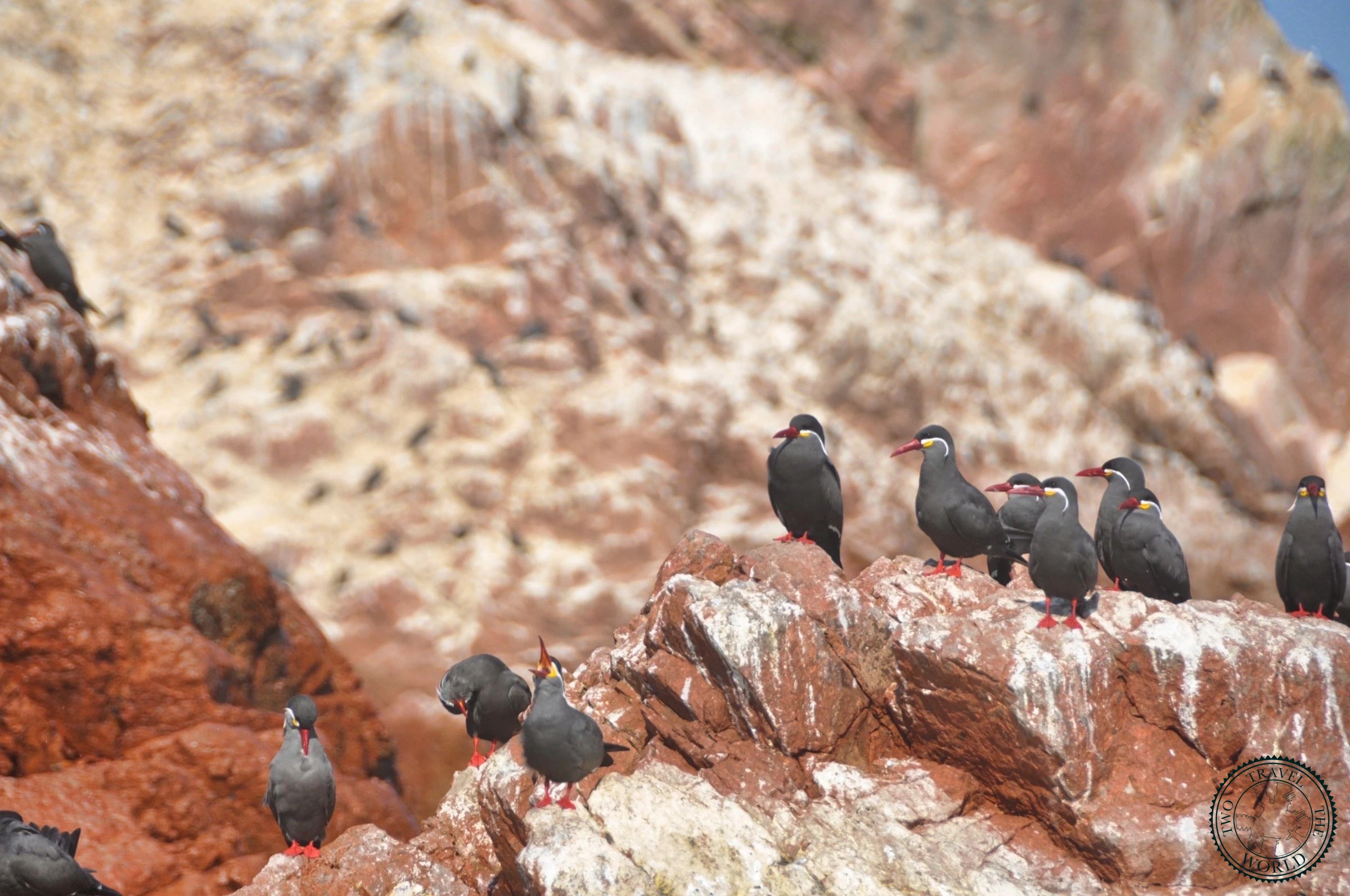 Massive colonies of seabirds covering the rocky cliffs of Ballestas Islands