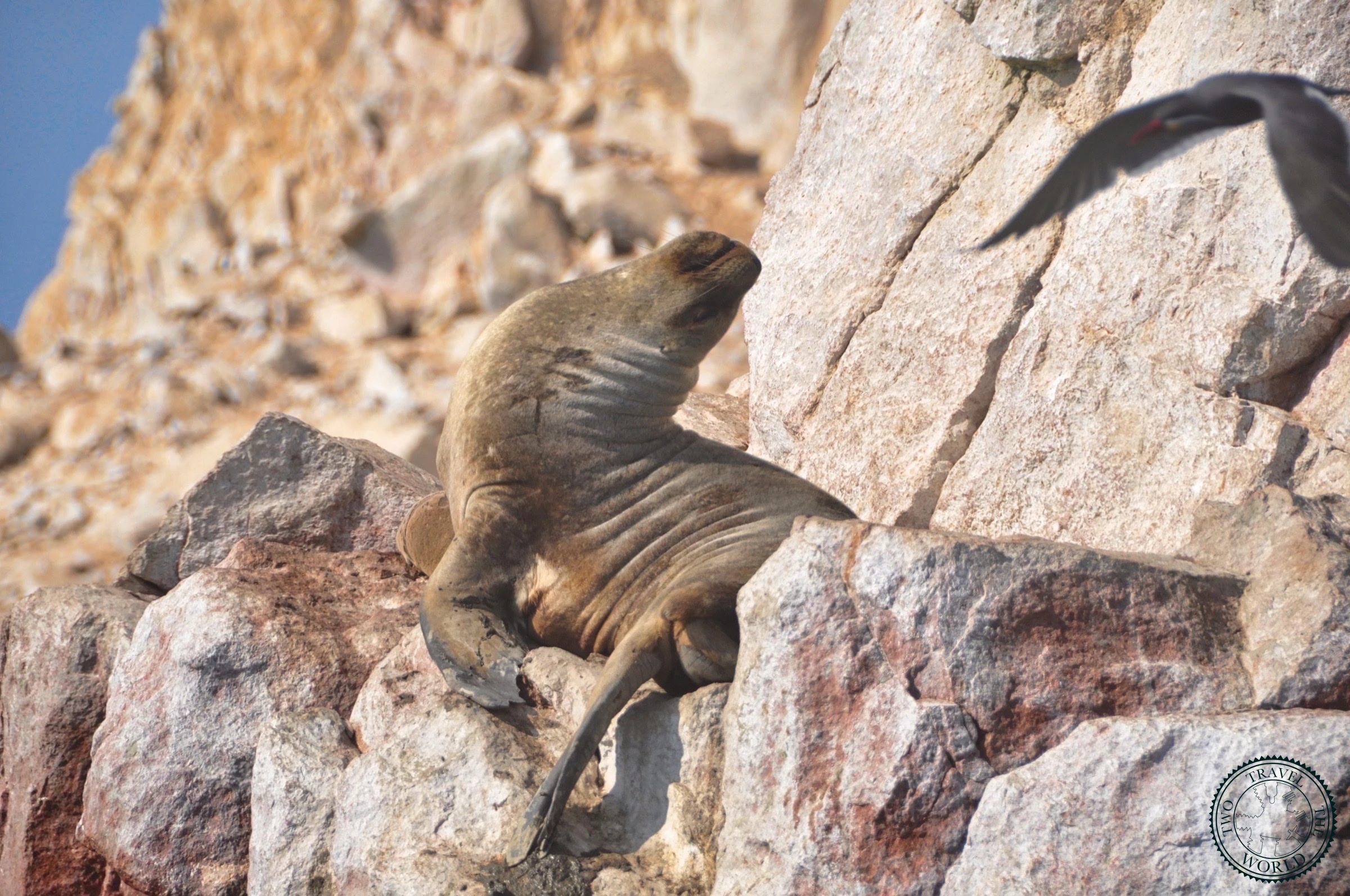 South American sea lions lounging on rocky shores of Ballestas Islands with pups