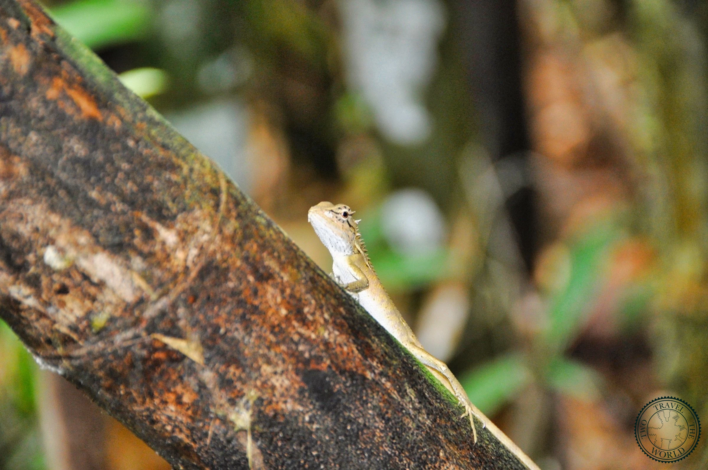 Close-up of exotic jungle flora and wildlife spotted during trek